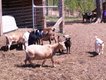 0814 Goats