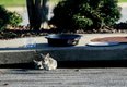 280-C-COVER-Feral-Cats-SNF_0434.jpg