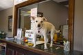 280-COVER---Pets-at-Work1.jpg