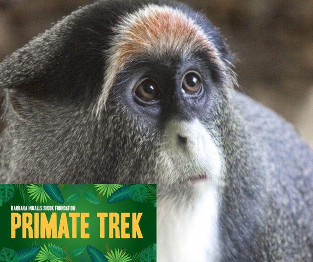 PrimateTrek.jpg