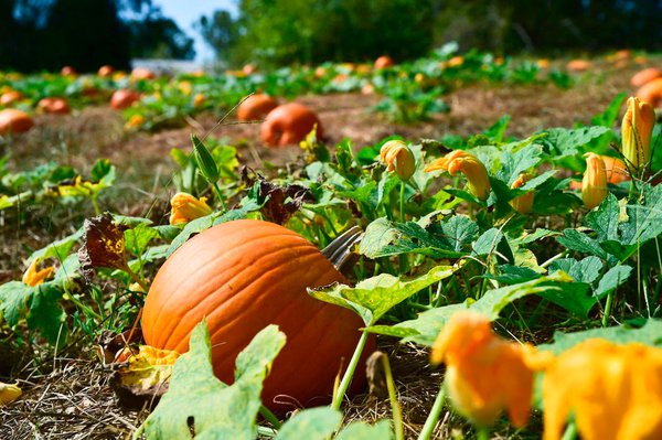 EVENT---Pumpkin-Patch.jpg