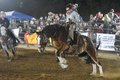 241102_B4K Rodeo_CM-68.jpg